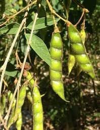 Cajanus Vegetable Seeds for Planting heirloom & Non-GMO Seeds